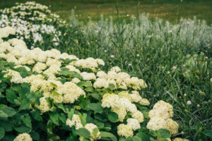 Hydrangea arborescens –  Hortenzija šviesioji