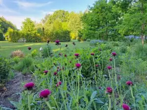 Circium rivulare ” Atropurpureum ” – Paupinė usnis