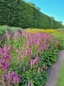 Sanguisorba „Pink Brushes” – Kraujalakė