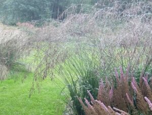 Molinia arundinacea ”Transparent” – Nendrinė melvenė