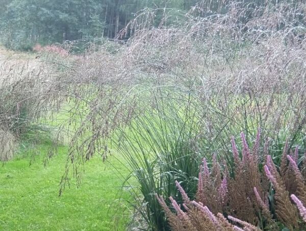 Molinia arundinacea ''Transparent'' - Nendrinė melvenė