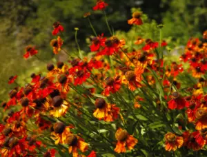 Helenium autumnalis – Saulainė „Siesta”