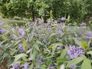 Amsonia taberaemontana – Dirktas amerikinis