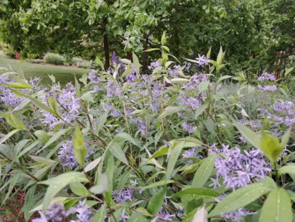 Amsonia taberaemontana - Dirktas amerikinis