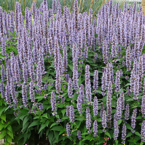 Agastache „ Blue Fortune “  –  Kinmėtė