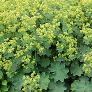 Alchemilla molis ” Robustica ” – Rasakila