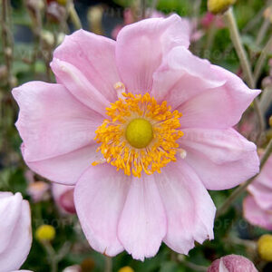 Anemone hupehensis – Japoninė plukė be pavadinimo