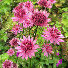 Astrantia major – Astrantija didžioji