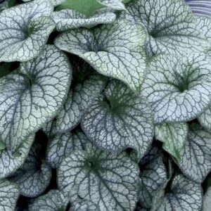 Brunera  macrophylla ‘Alexander’s Great’ – Brunera stambialapė