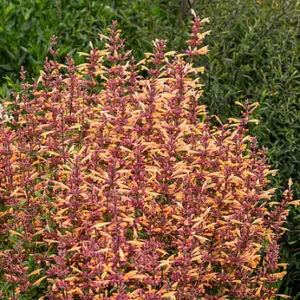 Agastache hybrida Mango Tango – Kinmėtė hibridinė
