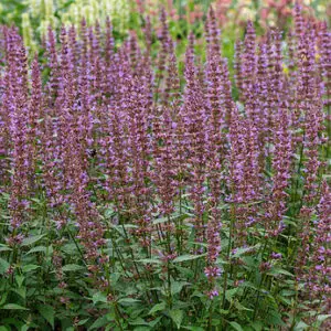 Agastache rugosa Spicey – Kinmėtė