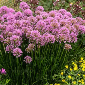 Allium senescens ‘Summer Beauty’  – Česnakas