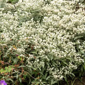 Anaphalis triplinervis  – Trigyslis šlamainis