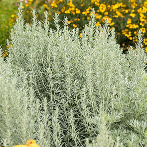 Artemisia ludoviciana Silver Queen – Kietis