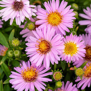 Aster  novae-angliae„ Harringtons Pink  “ – Astras šiurkščialapis