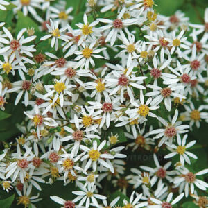 Skėstašakis astras  – Aster divaricatus