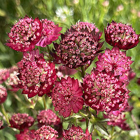 Astrantia  major  ”Star or Fire” – Astarntija dižioji