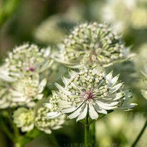 Astrantia major ”Snow Star ” – Astrantija didžioji