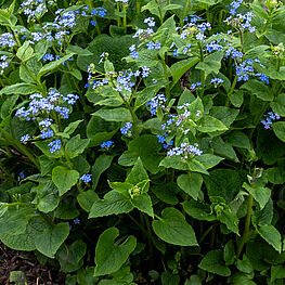 Brunnera macrophylla – Brunera didžialapė