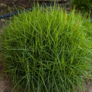 Carex muskingumensis Little Midge – Viksva palminė
