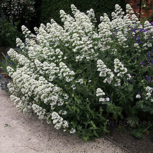 Centranthus ruber ‘Albus’ – Viduvis