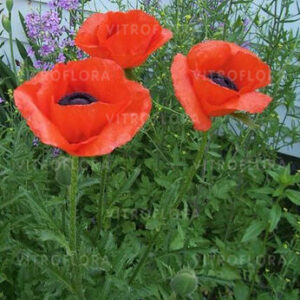 Papaver orientale – Rytinė aguona , raudona