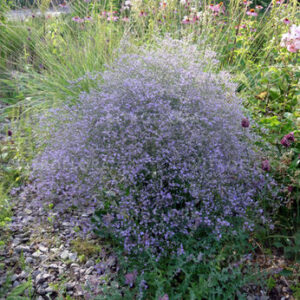 Limonium latifolium – Kermėkas plačialapis