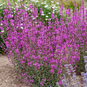 Lythrum salicaria ‘Lady Sackville’ – Raudoklė paprastoji