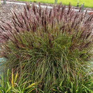 Miskanthus sinensis  Ferner  Osten  –  Miskantas kininis