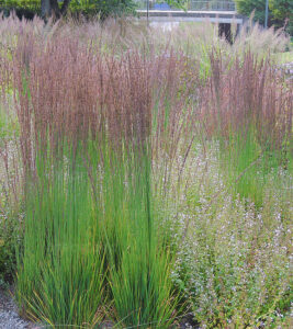 Molinia caerulea ” Moorhexe ” – Melvenė nendrinė