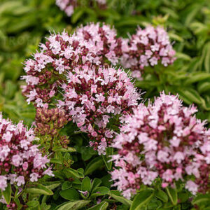 Origanum  vulgare Compactaum – Raudonėlis paprastasis