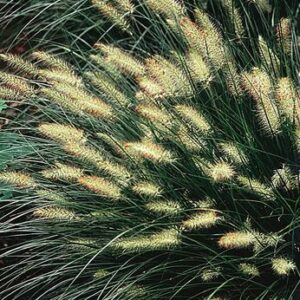 Pennisetum alopecuroides – Soruolė pašiaušėlinė