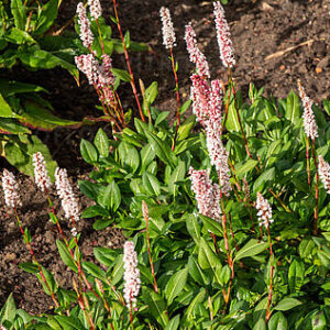 Persicaria affinis – Rūgtis žemaūgė