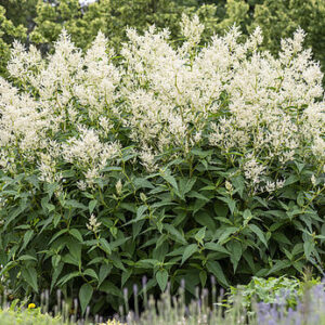 Persicaria polymorpha – Rūgtis