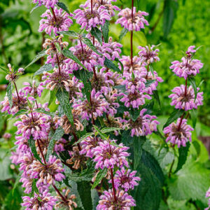 Phlomis tuberosa ‘Bronze Flamingo’ – Gumbenė paprastoji