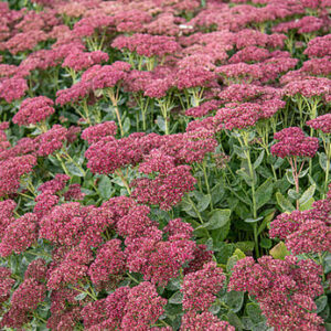 Sedum maximum ‘Herbstfreude’ –  Šilokas didysis
