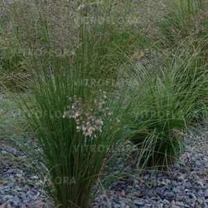 Sporobolus heterolepsis – Drėbūnas