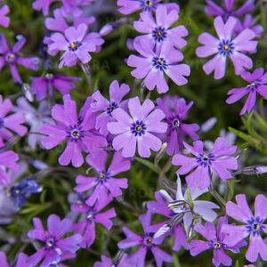 Phlox subulata ‘Purple Beauty’ – Flioksas