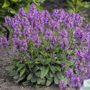 Betonica officinalis ‘Ukkie’ – Notra