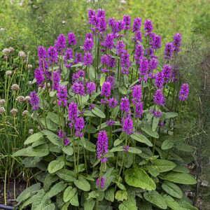 Stachys grandiflora Superba – Notra