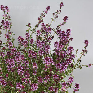 Thymus  – Čiobrelis be pavadinimo