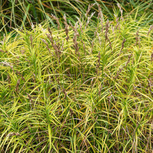 Carex muskingumensis  –  Palminė viksva
