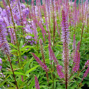 Veronicastrum virginicum  ”Adoration ” – Virgininis veronikūnas
