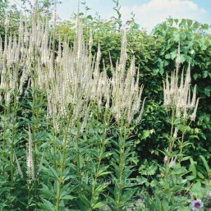 Veronicastrum virginicum ” Diane ” – Virgininis veronikūnas