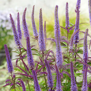 Veronicastrum virginicum „Apollo“ – Veronikūnas virgininis