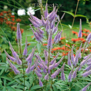 Veronicastrum virginicum ‘Fascination’  – Veronikūnas virgininis