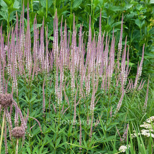 Veronicastrum virginicum ”Alboroseum” – Veronikūnas