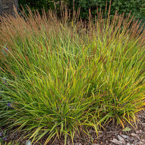 Calamagrostis „ Cheju-Do “   – Lendrūnas