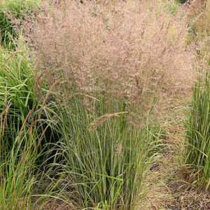 Calamangrostis x acutiflora ‘Overdam’ – Smailiažiedis lendrūnas