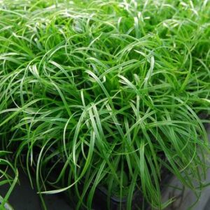 Carex caryophyllea ‘The Beatles’- Ankstyvoji viksva